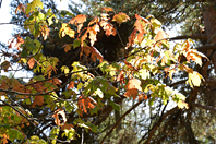 Acer saccharinum